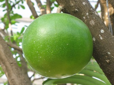 Тыквенное дерево